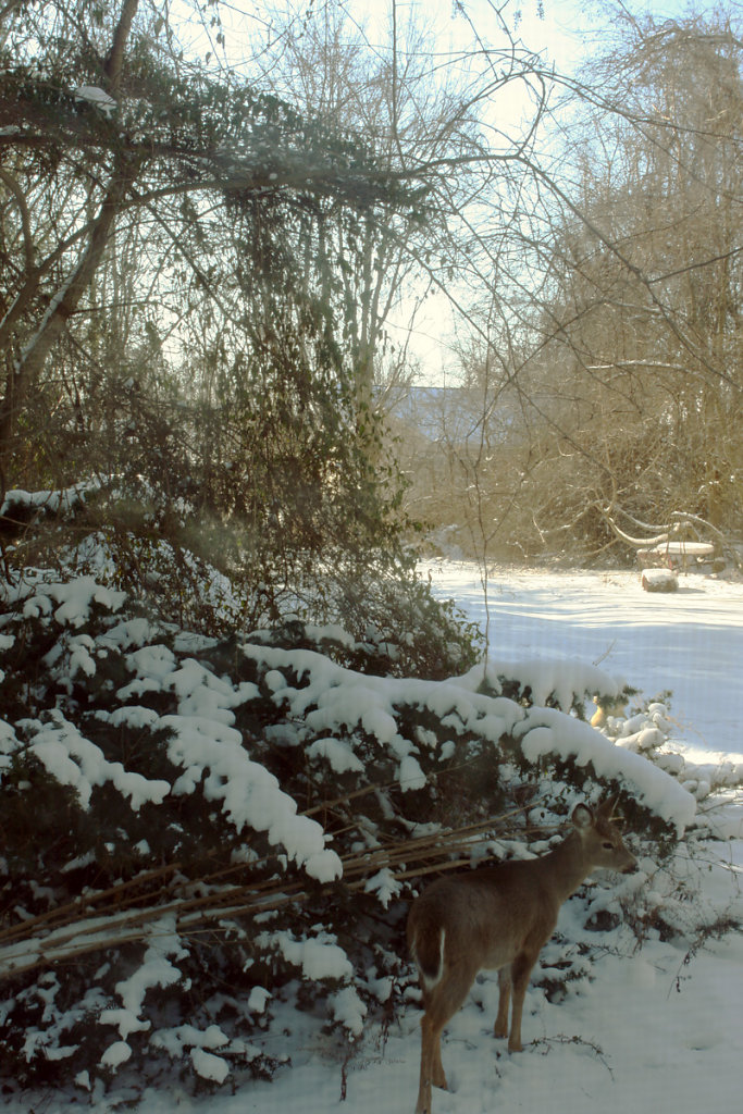 faun-of-snow.jpg